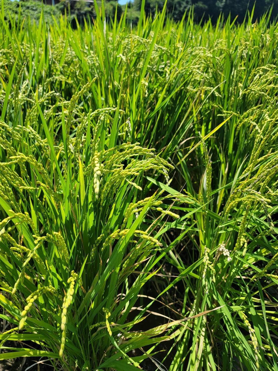 お米　森のくまさん　米　10キロ  玄米 森のくまさん お米 米 10kg 白米 送料無料 熊本県産 令和6年産